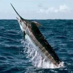 blue_marlin.jpgx
