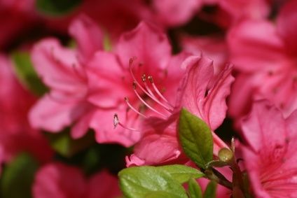 Azalea Festival