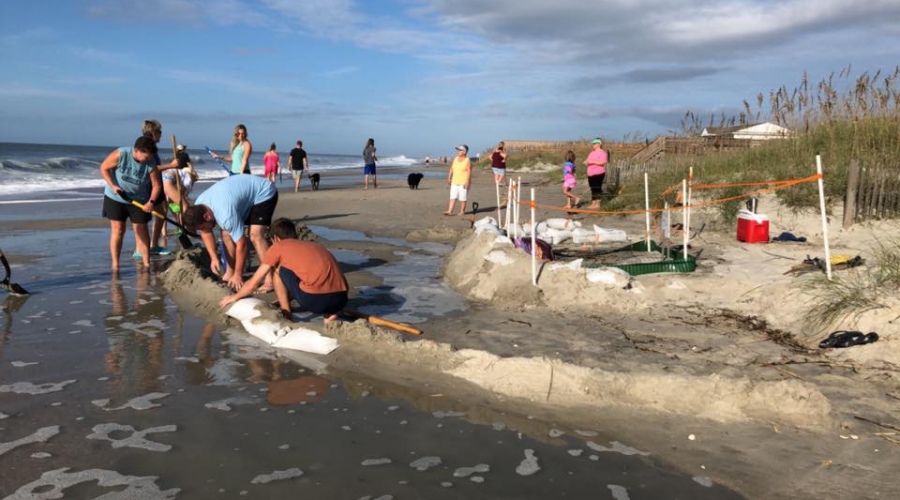 Volunteers Relocating Nests Before Hurricane Dorian 1