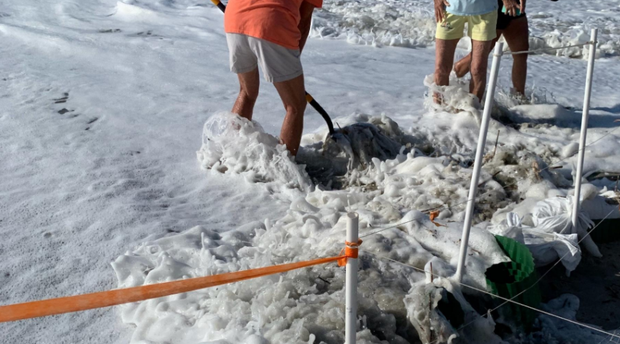 Volunteers Relocating Nests Before Hurricane Dorian 2
