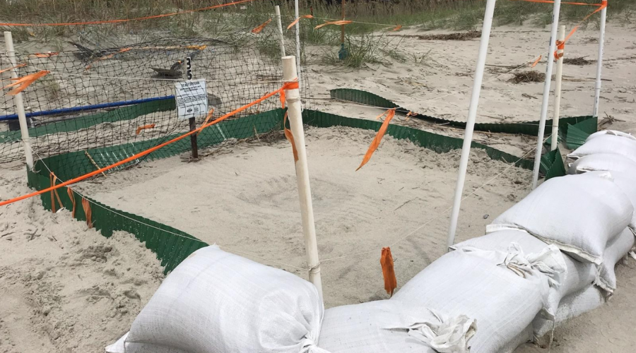 Volunteers Relocating Nests Before Hurricane Dorian 3
